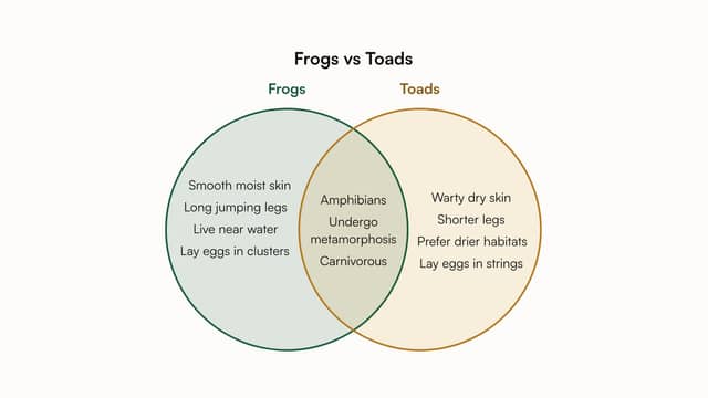 Venn diagram example: frogs vs toads, with the differences in each circle and what they share in the overlap
