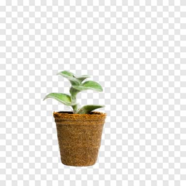 转透明 PNG